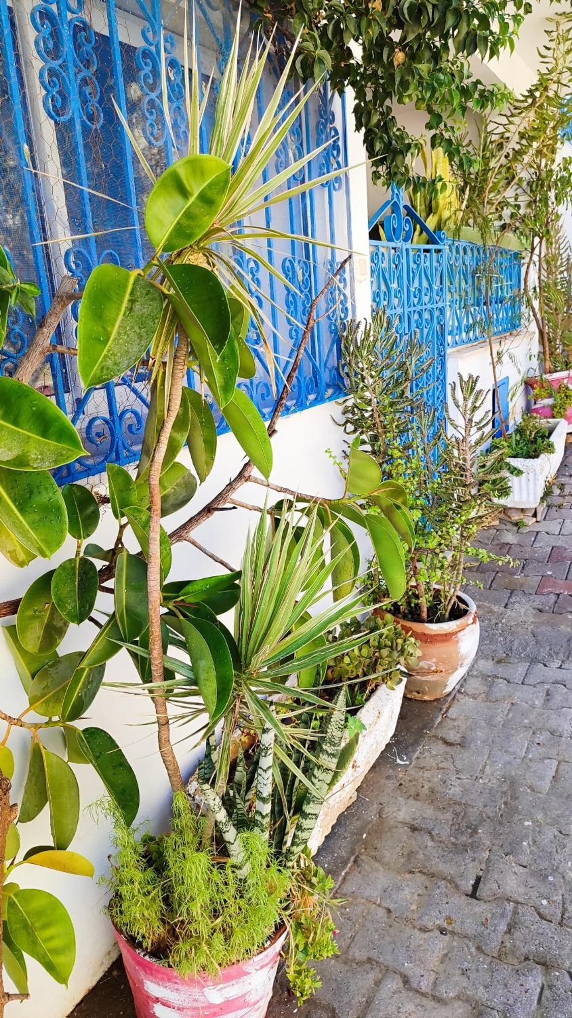 Cosy Appartement In "Sidi Bou Said" Экстерьер фото
